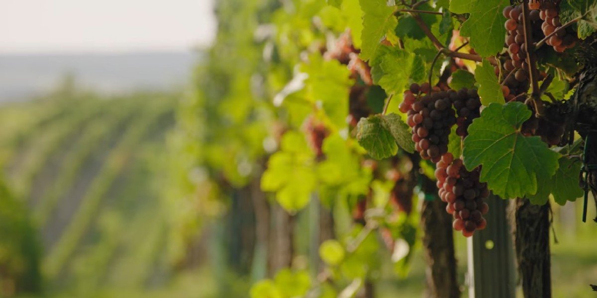 Half Day Tour to the Weinviertel Wine Region, photo 2