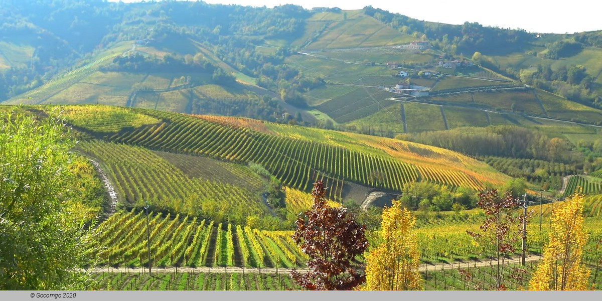 Tour from Milan: Barolo wine tasting, Alba town and UNESCO Castle Heritage