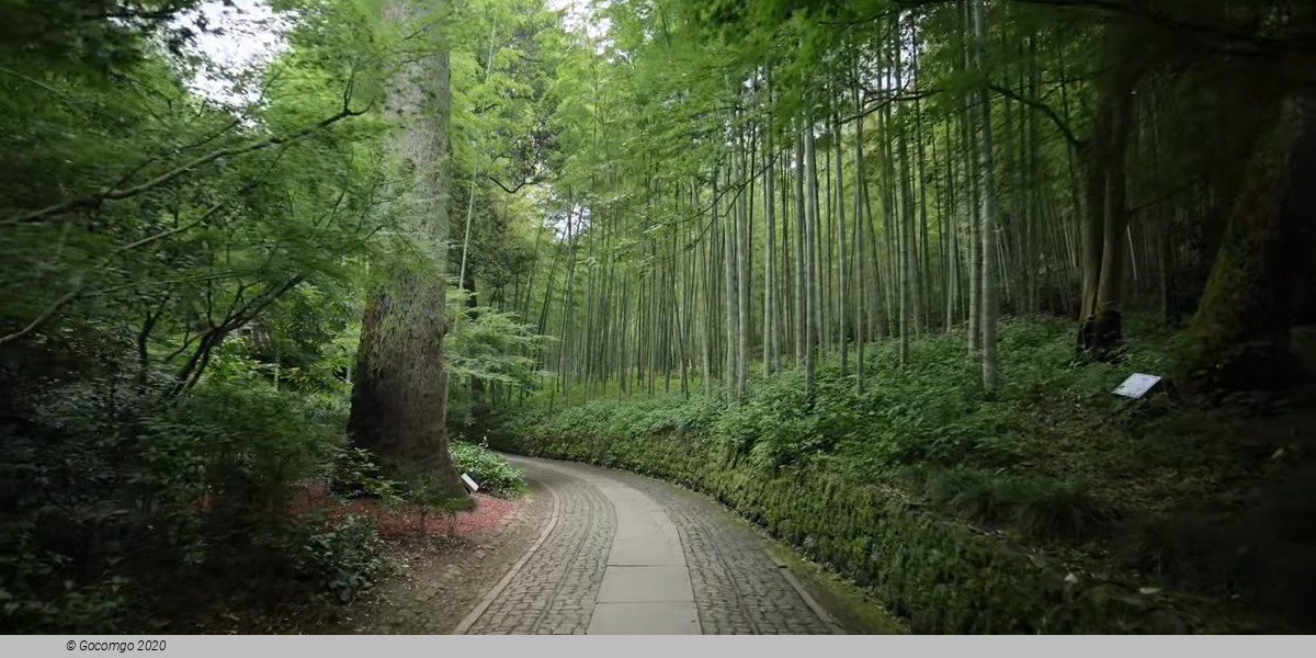 Yunxi Bamboo Forest and Tea Plantation Experience Tour with Lunch or Dinner