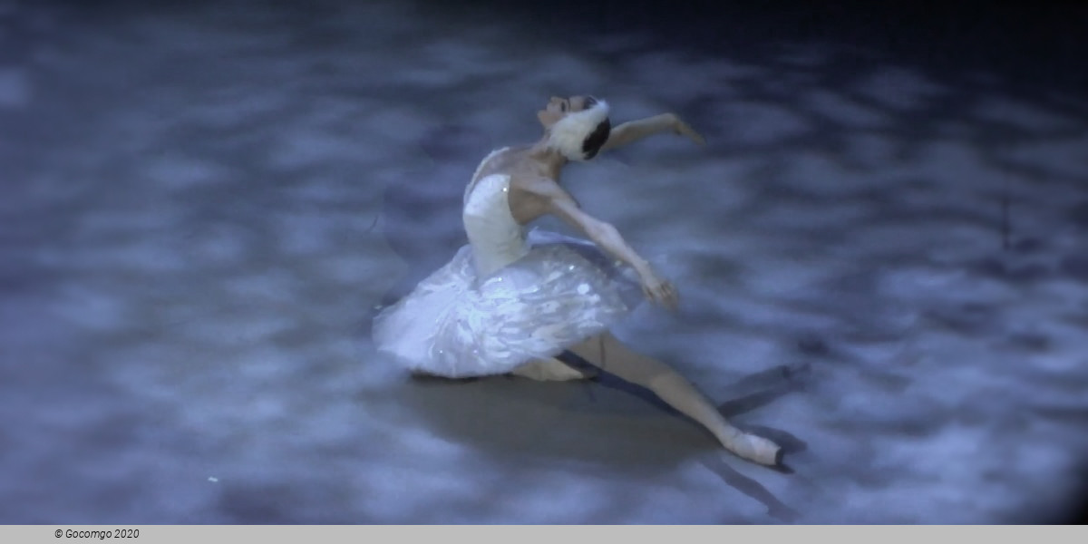 The Swan