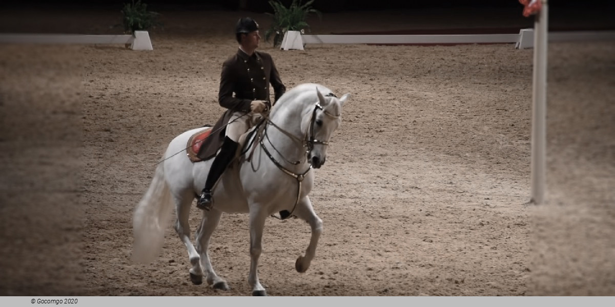 Scene 1 from the show "Spanish Riding School - Performance"