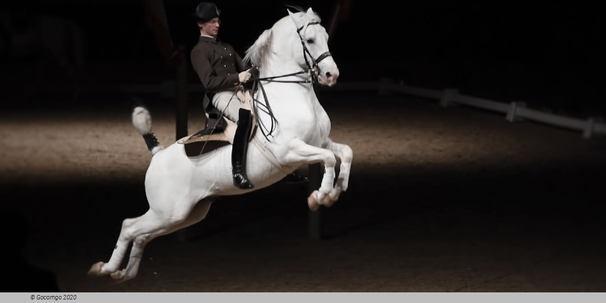 Scene 7 from the show "Spanish Riding School - Performance", photo 1